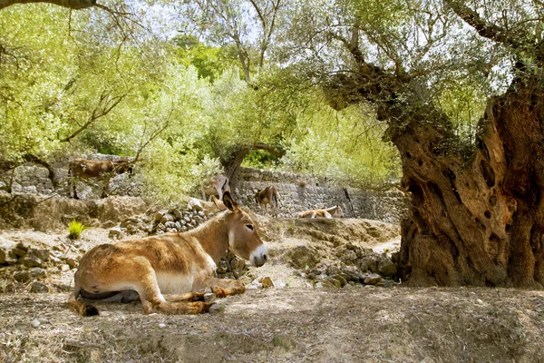 Осёл сидит на средиземноморском оливковом дереве — стоковое фото