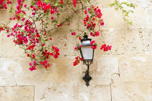 Bougainvilleas in stone wall and street light in Mediterranean — Stock Photo, Image