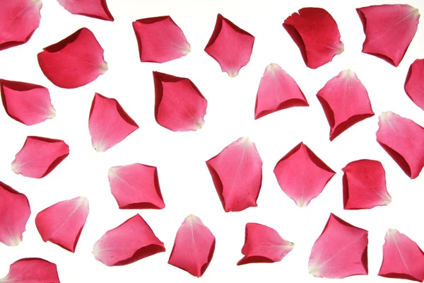 Pétalas de rosa soltas — Fotografia de Stock