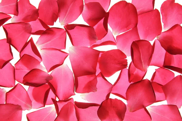 Petali di rosa caduti — Foto Stock