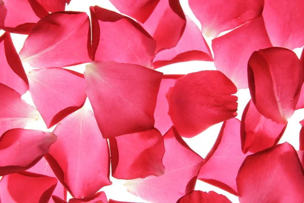 Dropped rose petals — Stock Photo, Image