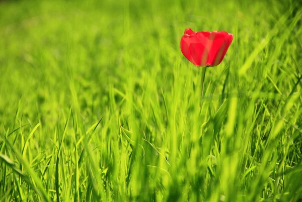 stock image Red Tulip