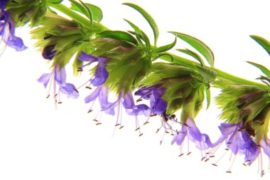 Hyssop clipart