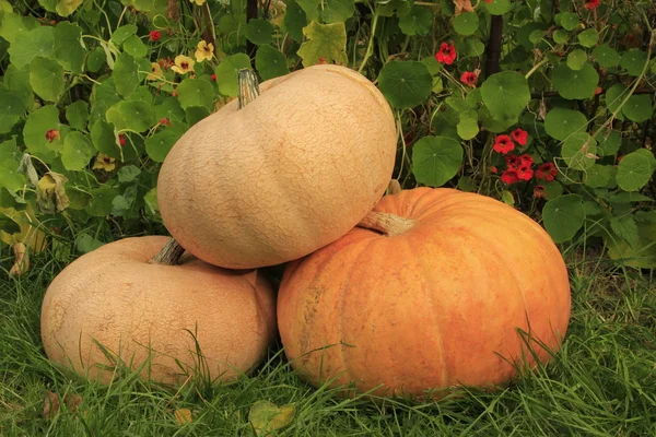 stock image Pumpkins