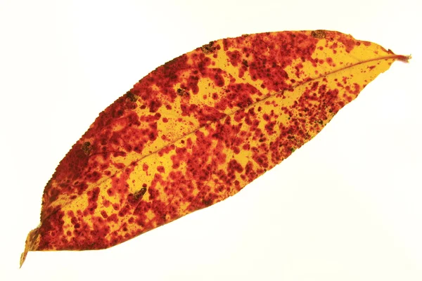 Colorful leaf — Stock Photo, Image