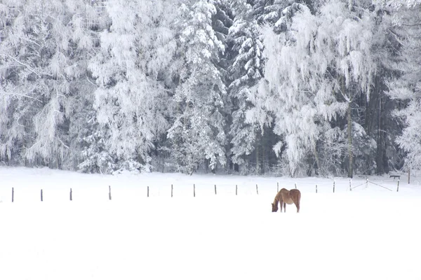 Одинокая лошадь зимой — стоковое фото