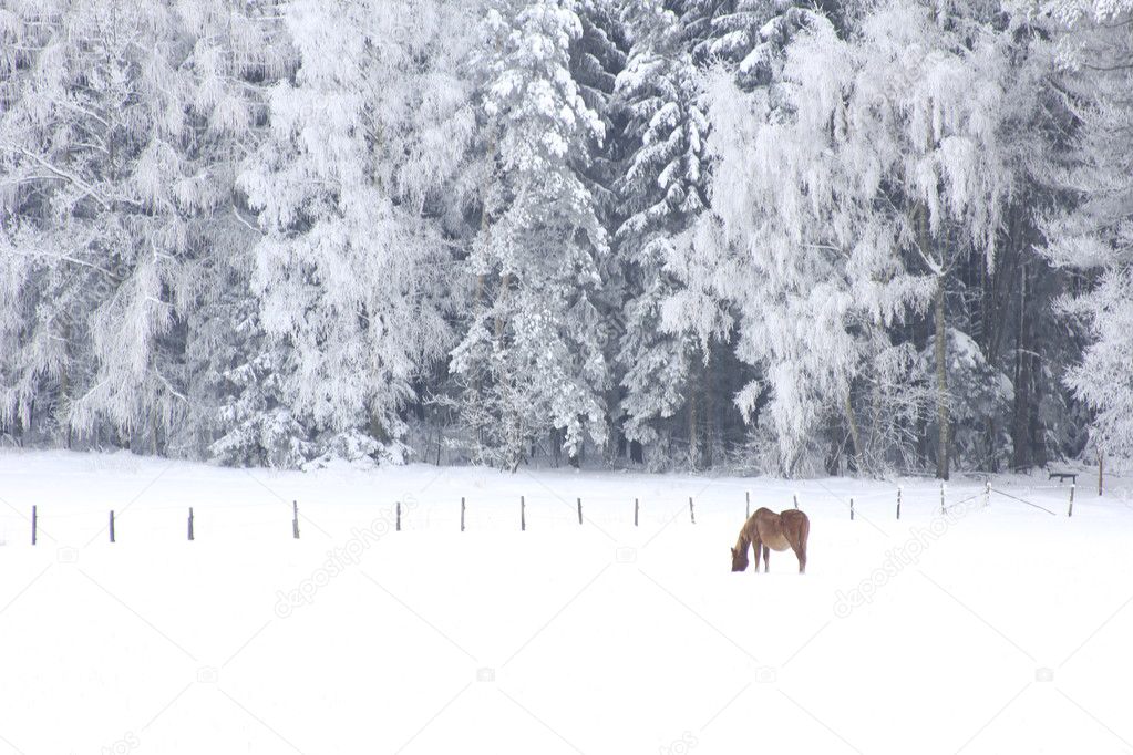Lonely horse in the winter