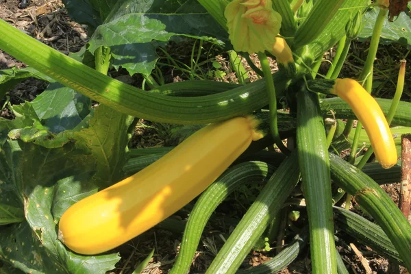 Gul zucchini — Stockfoto
