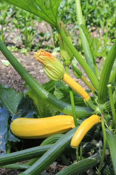 Gul zucchini — Stockfoto