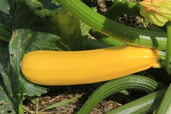 Yellow zucchini — Stock Photo, Image