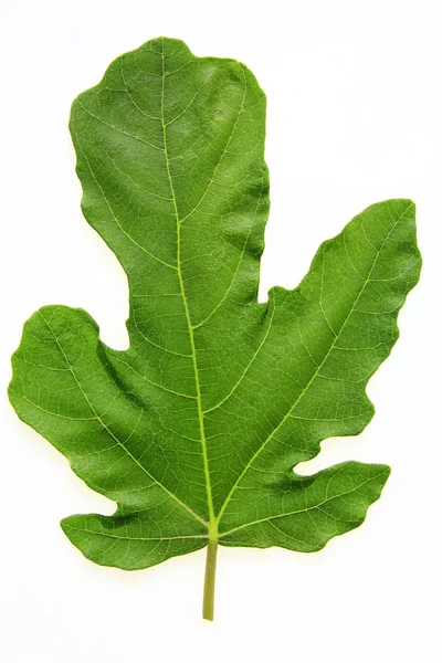 イチジクの葉 — ストック写真