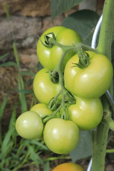 Неспелые помидоры — стоковое фото
