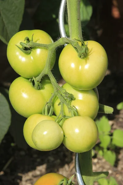Unripe tomatos — Stock Photo, Image