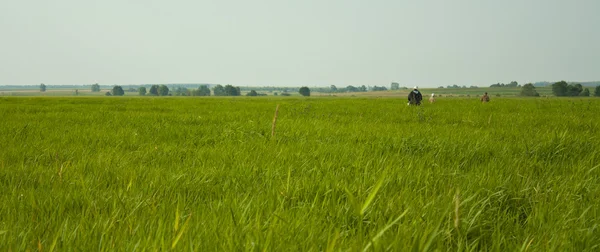 Stock image The nature, grass