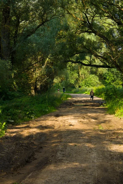 stock image Rural roads to shades of trees