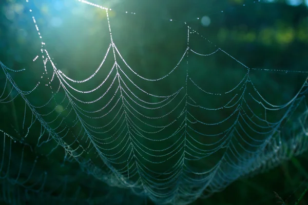 stock image Web in wood