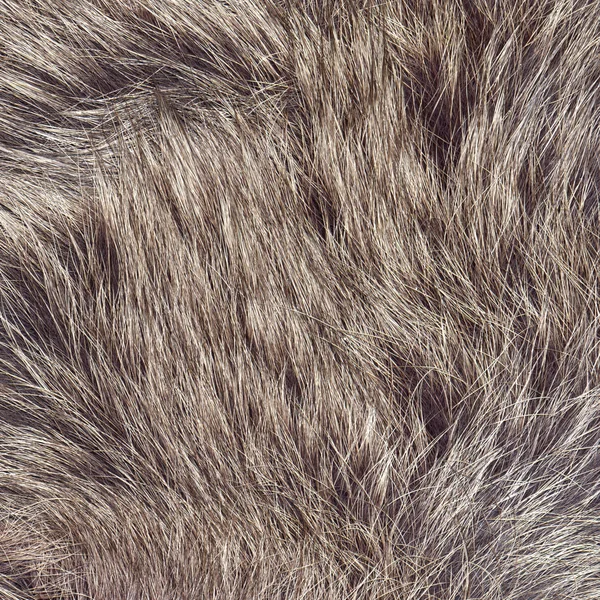 Pêlo animal — Fotografia de Stock