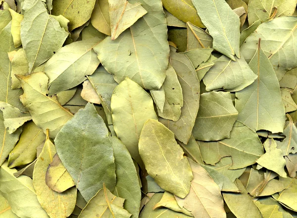 Laurel textura da folha — Fotografia de Stock