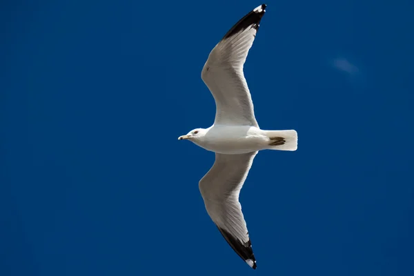 stock image Beautiful seagull flying on the sky