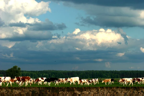 La mandria di mucche — Foto Stock