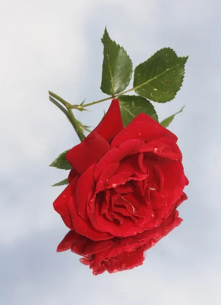 Say it with a rose — Stock Photo, Image