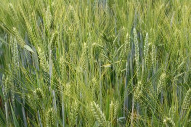 Barley field clipart