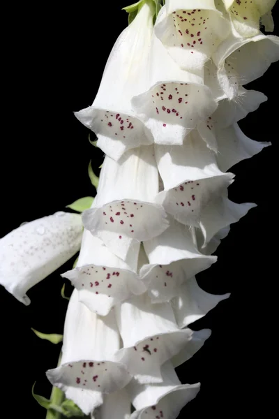White Foxglove plant — Stock Photo, Image