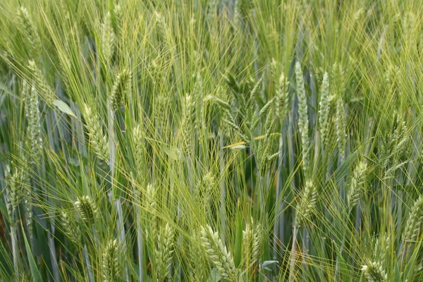 stock image Barley field