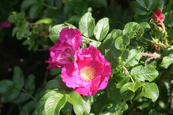 Sunny divoká růže — Stock fotografie