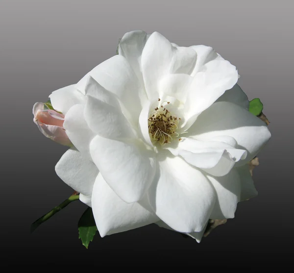Благородная белая роза — стоковое фото