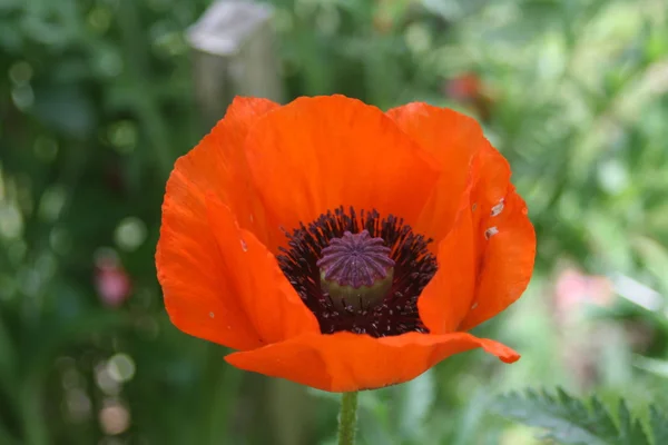 stock image Poppy blossom