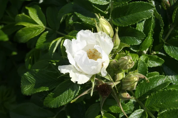 Biały dzikiej róży — Zdjęcie stockowe