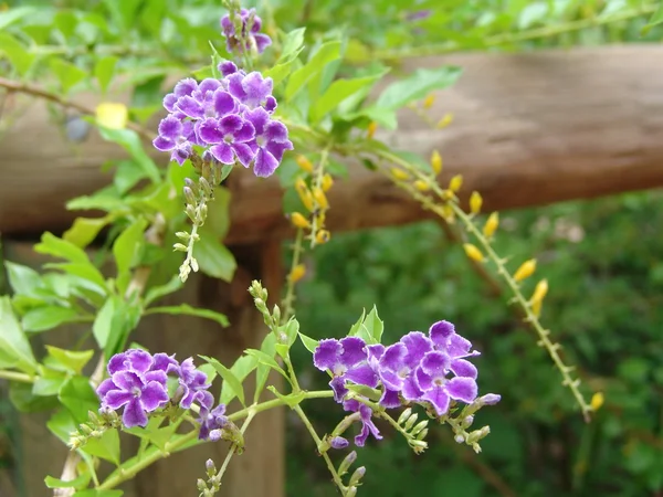 Purple blossoms — Stock Photo, Image