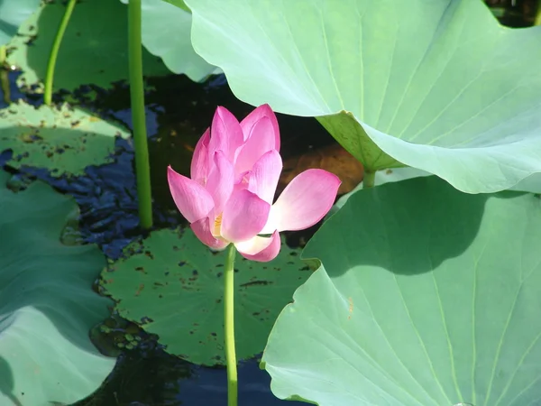 stock image Water Lillie