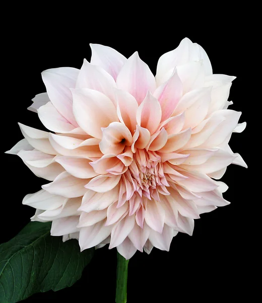 Noble flor —  Fotos de Stock