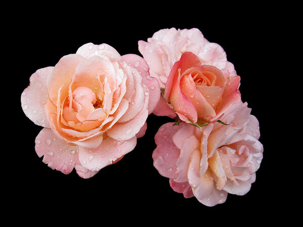 Pink wet roses , isolated on a black background