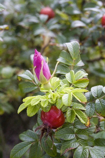 Rosa mosqueta roja —  Fotos de Stock