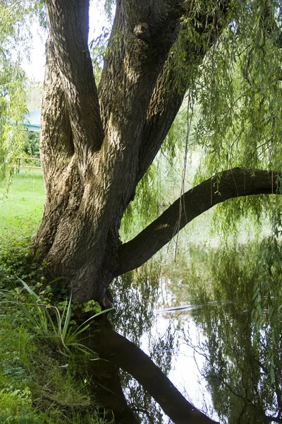 Mirrored Willow — Stok Foto