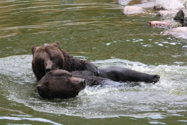 Bañar oso marrón —  Fotos de Stock