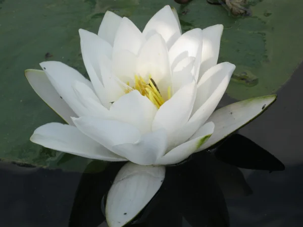 Fehér víz lillie — Stock Fotó