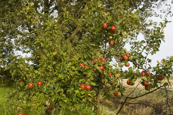 赤いリンゴ ストック画像
