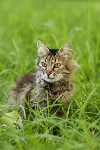 Gri kedi çimenlerin üzerinde yürüyüş