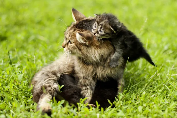 Dişi kedi ve onu yavru kedi — Stok fotoğraf