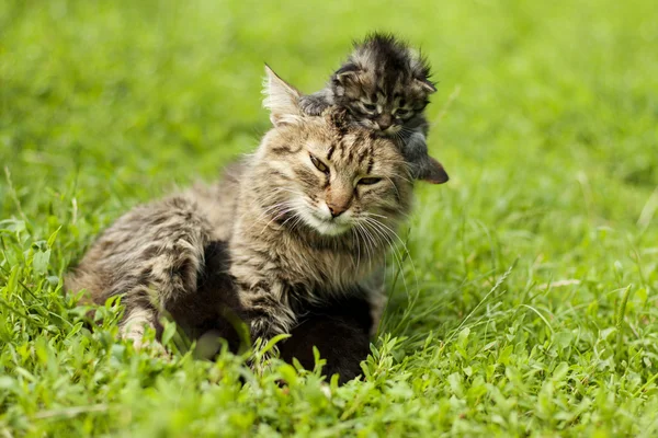 Samica kot i jej koty — Zdjęcie stockowe
