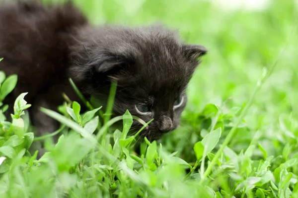 Little kitty — Stock Photo, Image