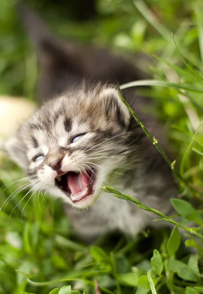 Gergin yavru kedi — Stok fotoğraf