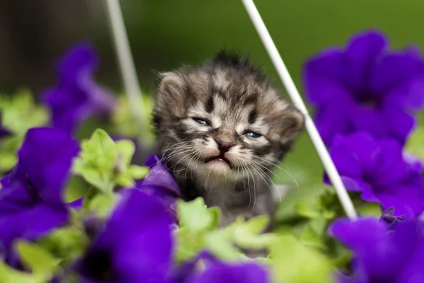 Kattunge i blommor — Stockfoto