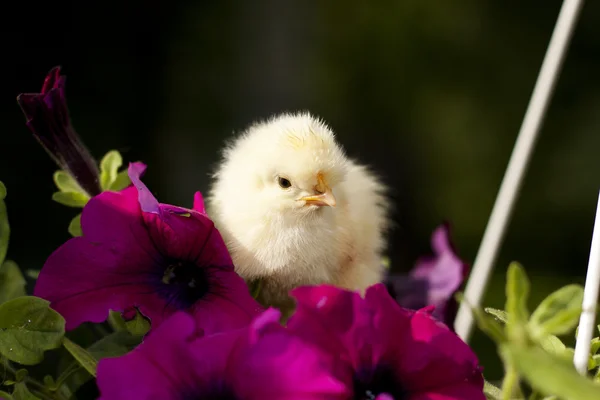 Csirke egy virág — Stock Fotó