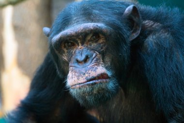 Closeup of angry chimpanzee clipart