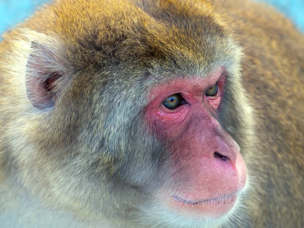 Japanese macaque portrait closeup — Stock Photo, Image